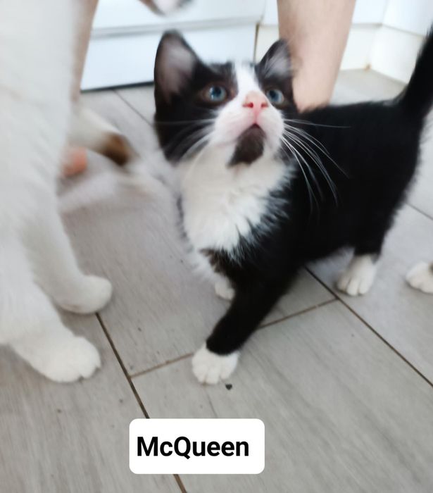 McQueen, 3 miesiace!