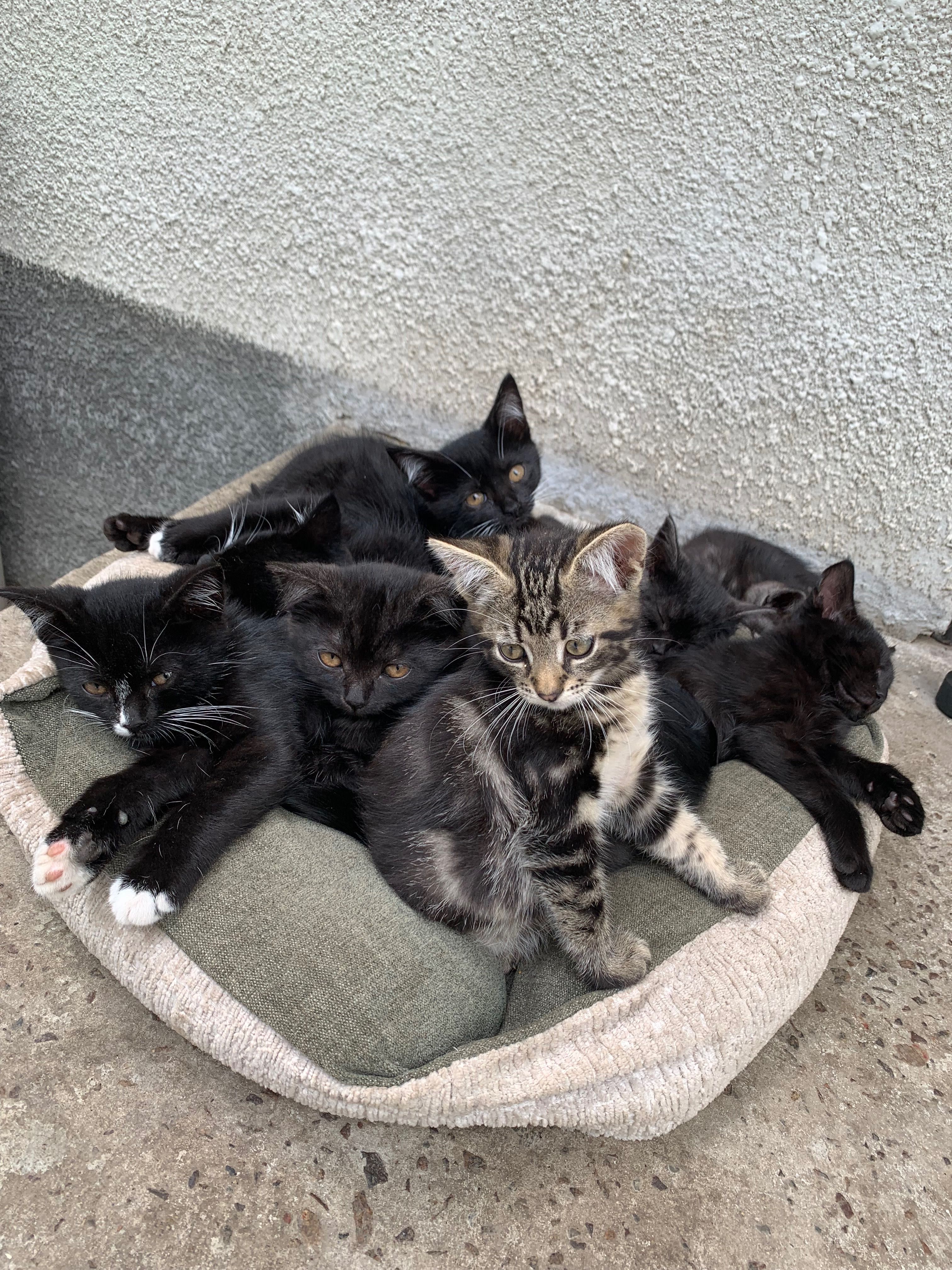 Котенята (хлопчики і дівчатка)