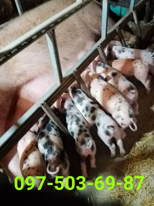 Продам Поросят м'ясних порід (дюрки, беркшир, кантор) 0975нуль36987