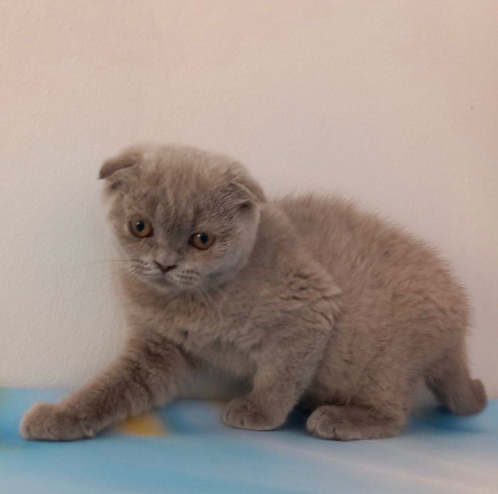 Scottish Fold macho