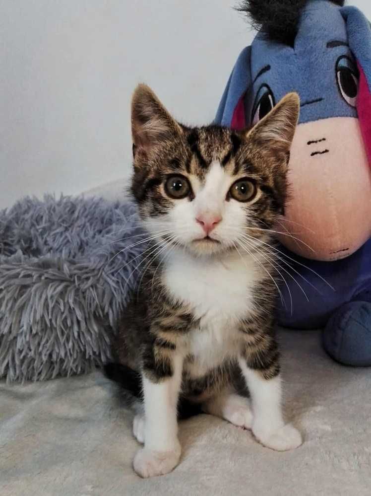 Biało bury kotek,młodziutki kocurek,wesoły,do adopcji