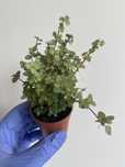 Pilea glaucophylla Greyzy