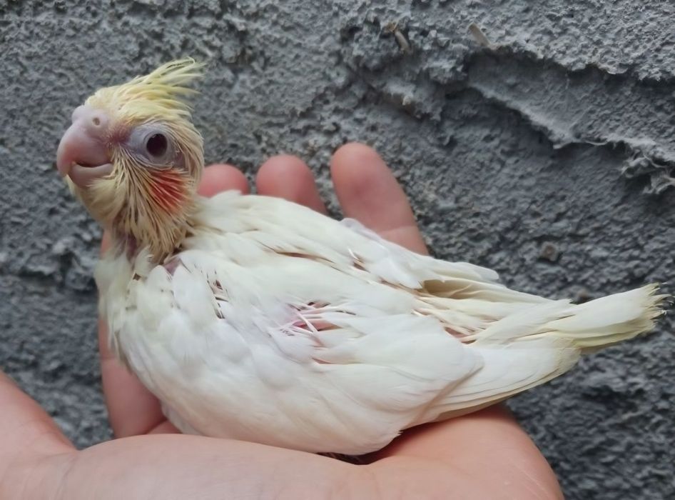 Caturra lutina para criar á mão