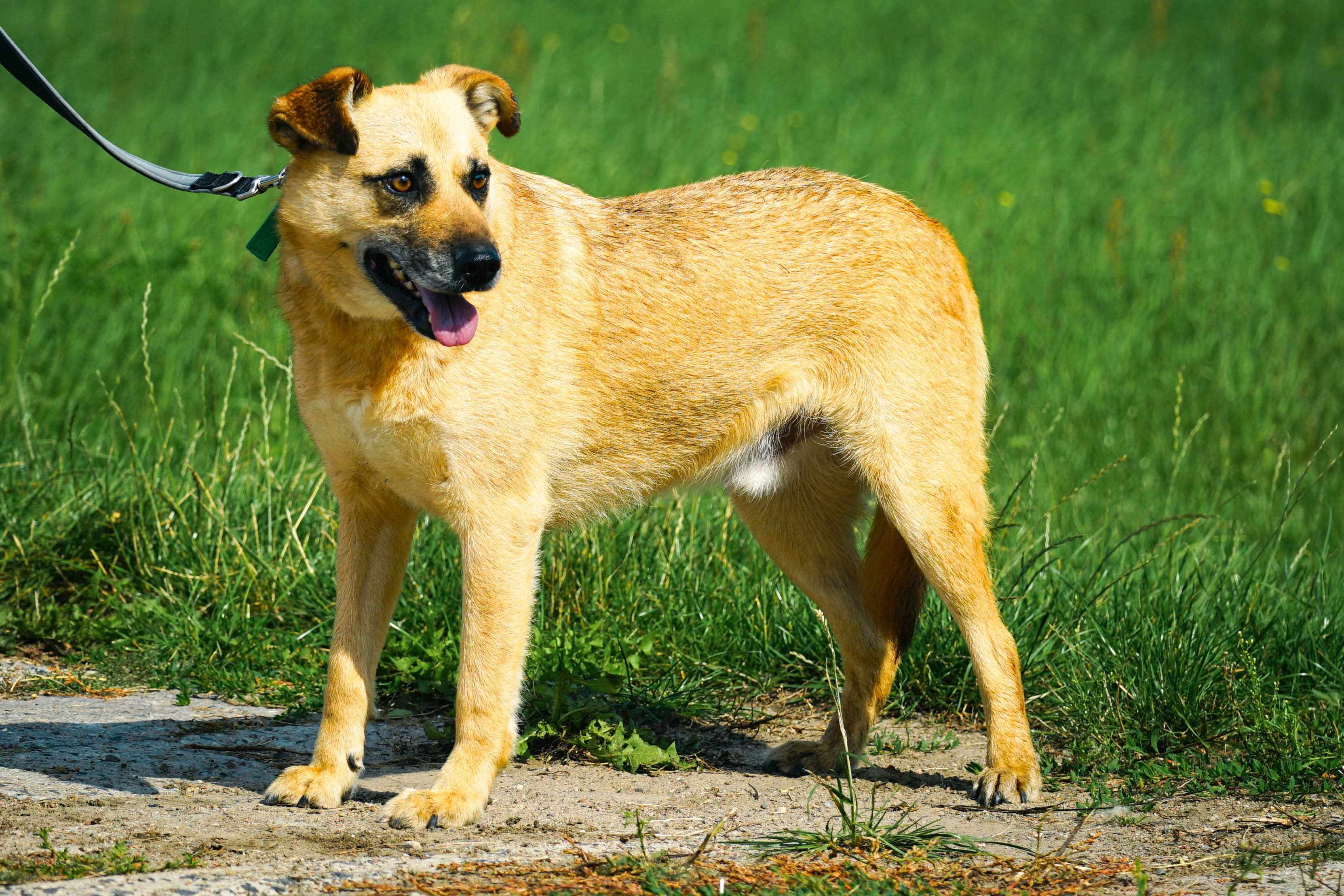 ZEFIR - śliczny, łagodny piesek w typie labradora