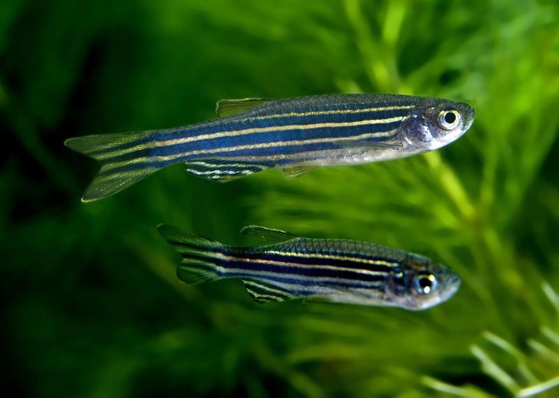 Danio Pręgowane - Tina Zoo Gliwice Jasna