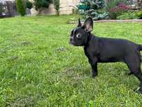 Buldog francuski - Azalia