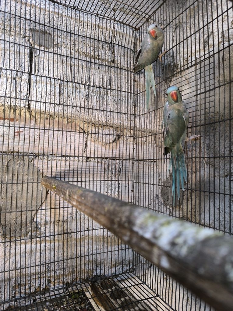 Karakakis e ryg netes troco por papagaio os estressados é favor contac