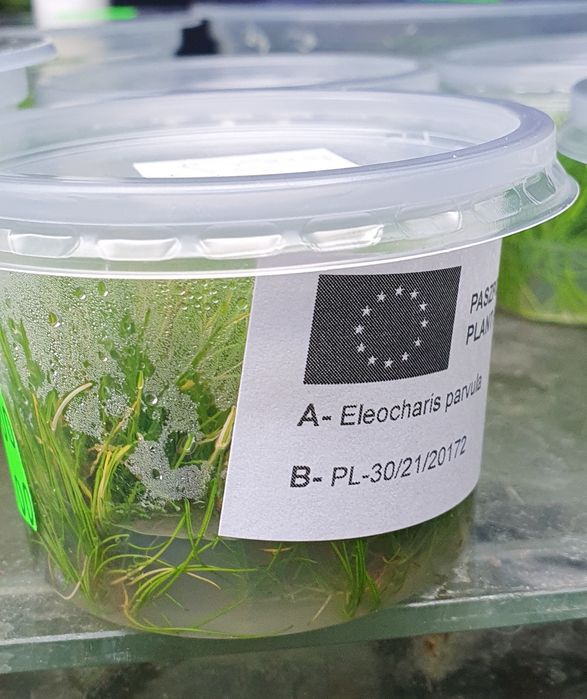 Rośliny in vitro małe i duże kubkiKraków (Swoszowice)