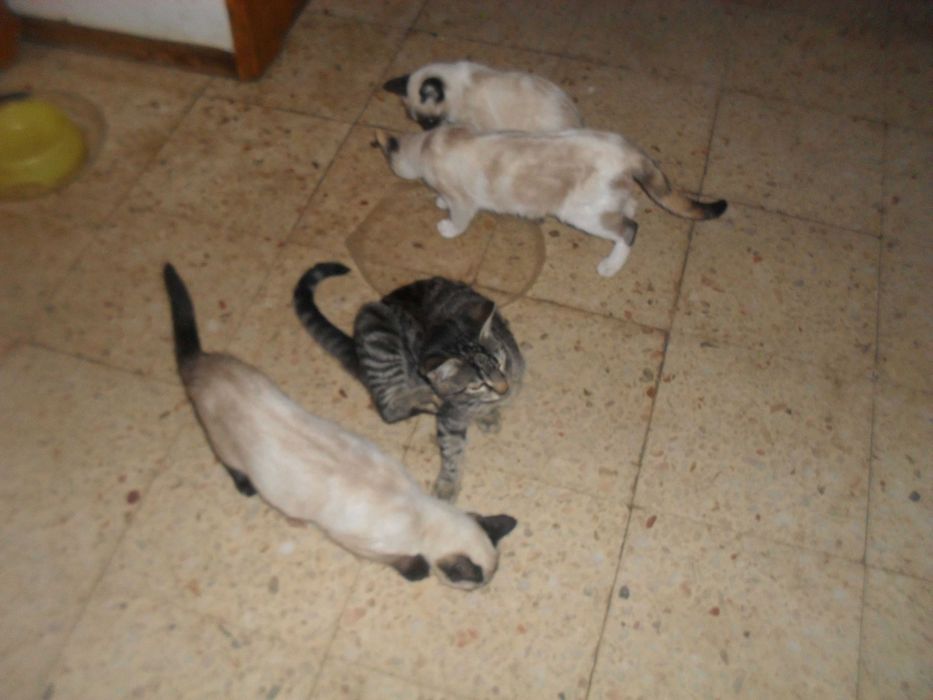 gatinhos para dar a quem estimar