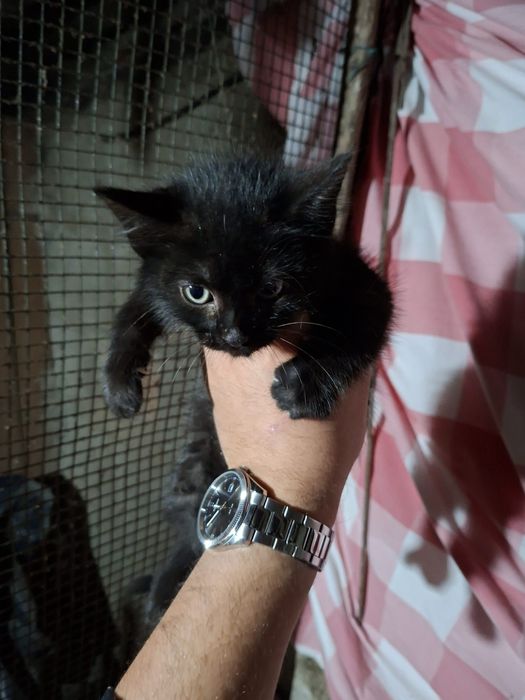 Gatinhas com 2 meses para adoção