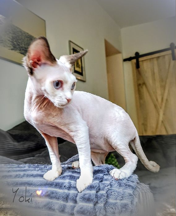 Devon rex Yoki z oczami jak morze