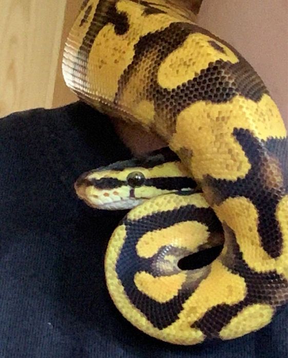 Waż, nie zbożowy,piękny