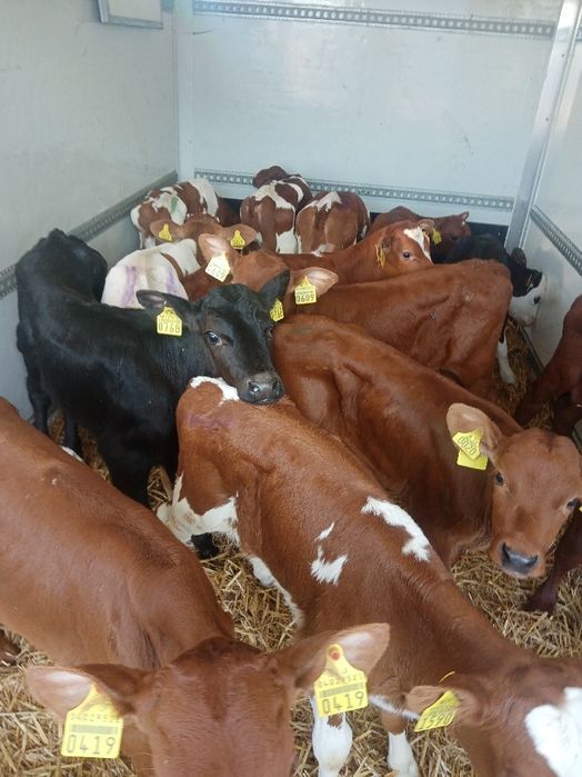 Sprzedam byczki cieliczki