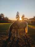 Sprzedam klacz haflinger