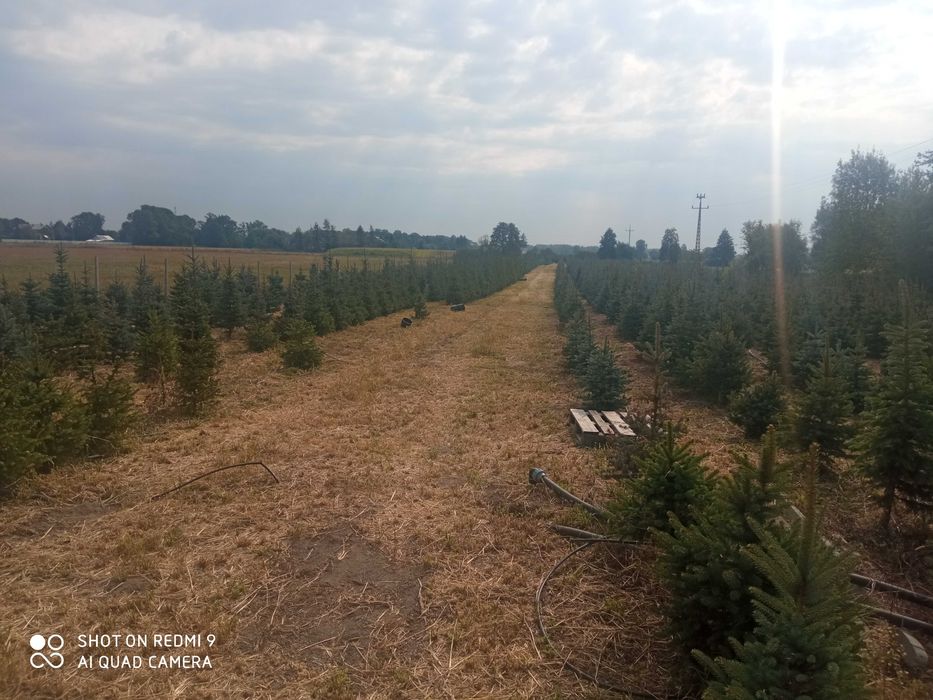 Choinki hurt i detal