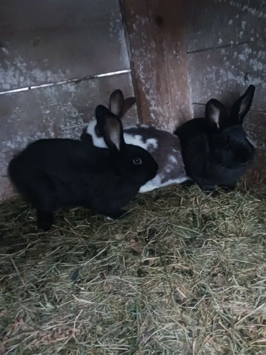 Młode króliki do chowu