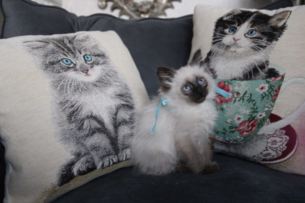 kotka syberyjska Neva Masquarade