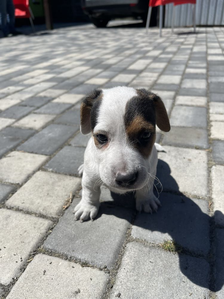 Jack russel terrier suczka szczeniak