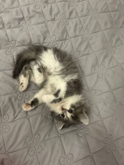 Віддаю кошення у добрі руки БЕЗКОШТОВНО!