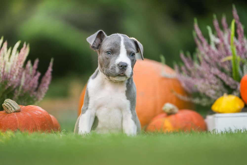 American Staffordshire terrier Amstaff ZKwP FCI