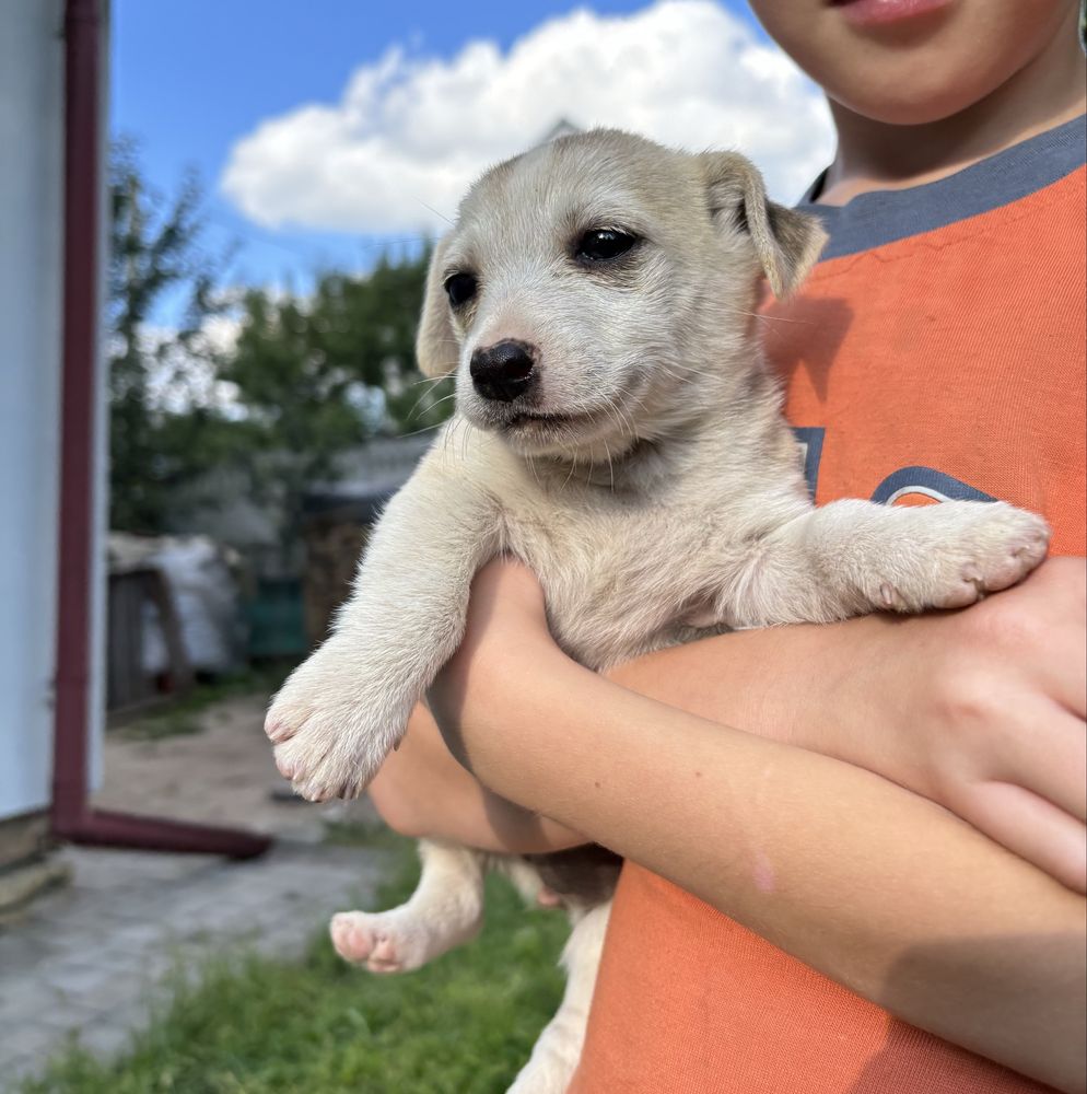 Цуценя в люблячу родину