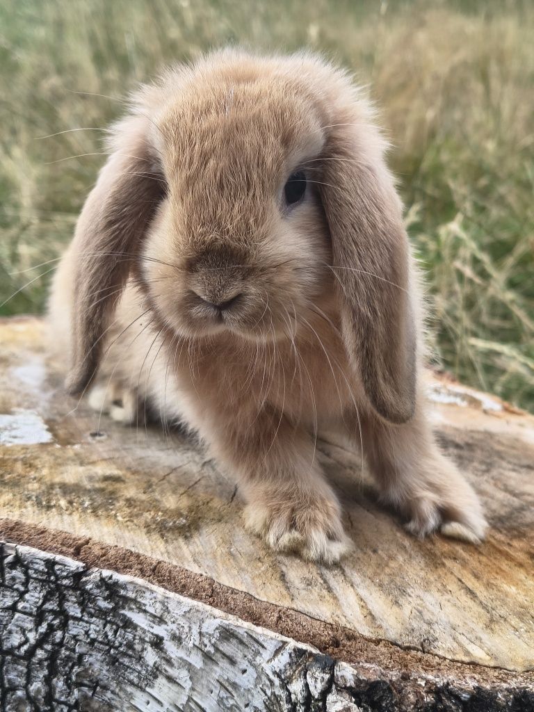 Karzełek Teddy / karzełek niderlandzki / karzełek baranek / mini lop