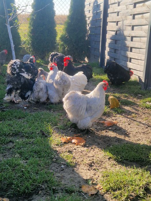 Kochin karzeł, olbrzym perliczka, liliput