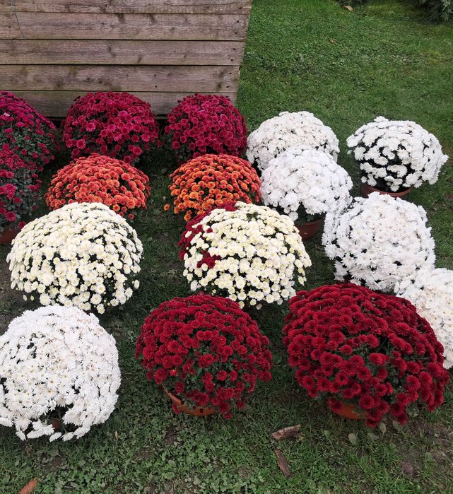 Sprzedam chryzantemy