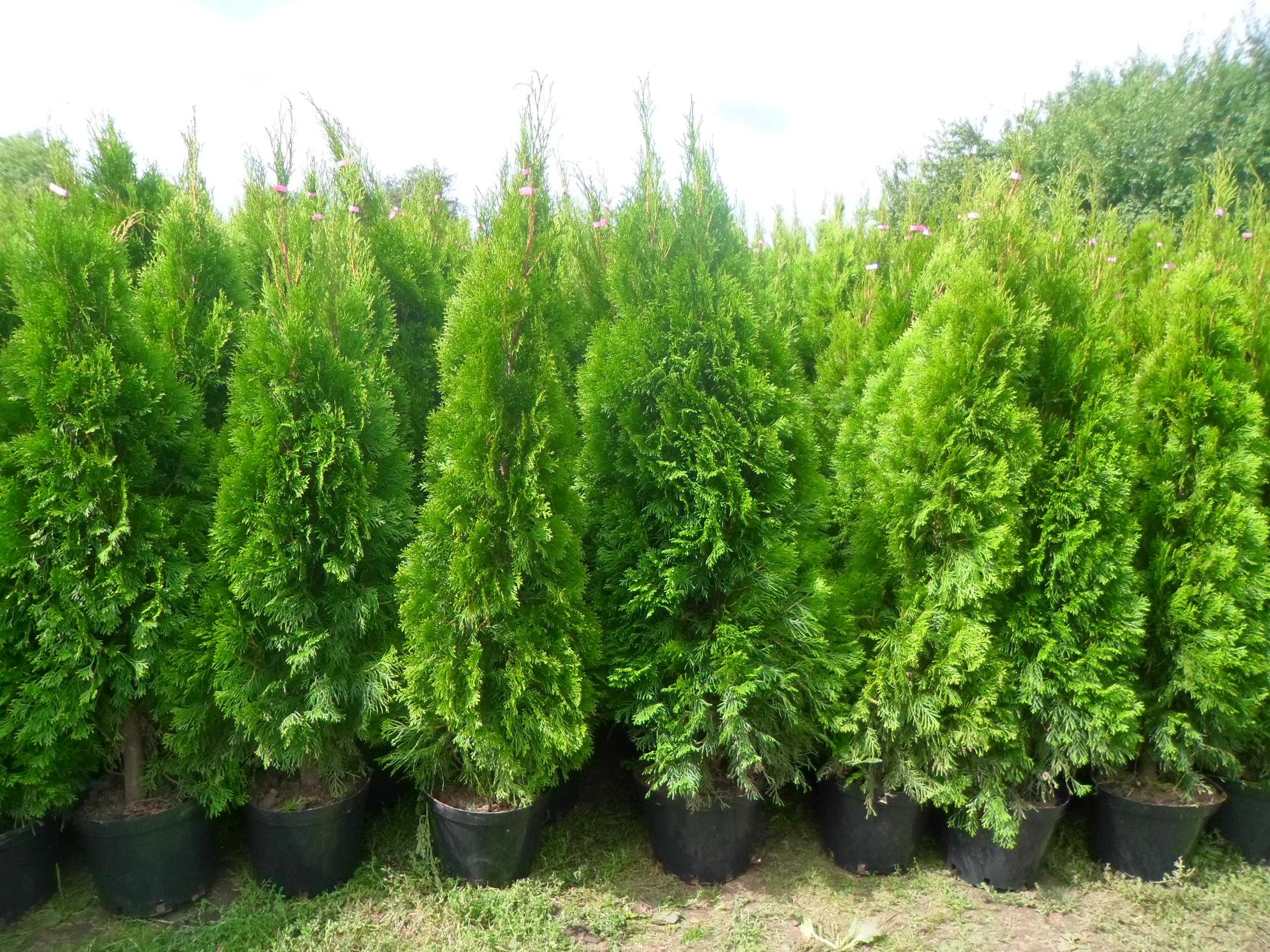 Tuja thuja szmaragd w doniczkach 120-140cm Dostawa