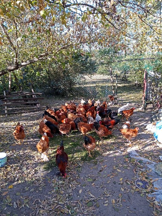 Sprzedam Koguty Brahma, Kochin, krzyżówka nioski