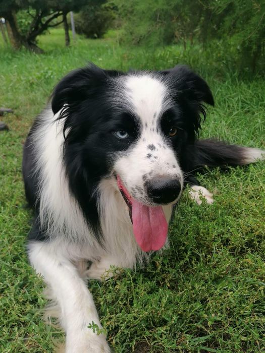 Border Collie suczka szczeniak z metryką