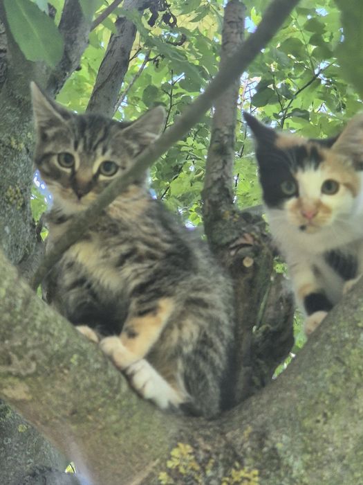 Kotki  oddam w dobre ręce