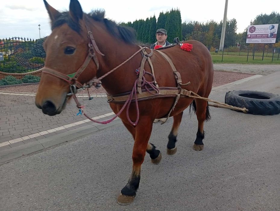 Sprzedam klacz zimnokrwistą