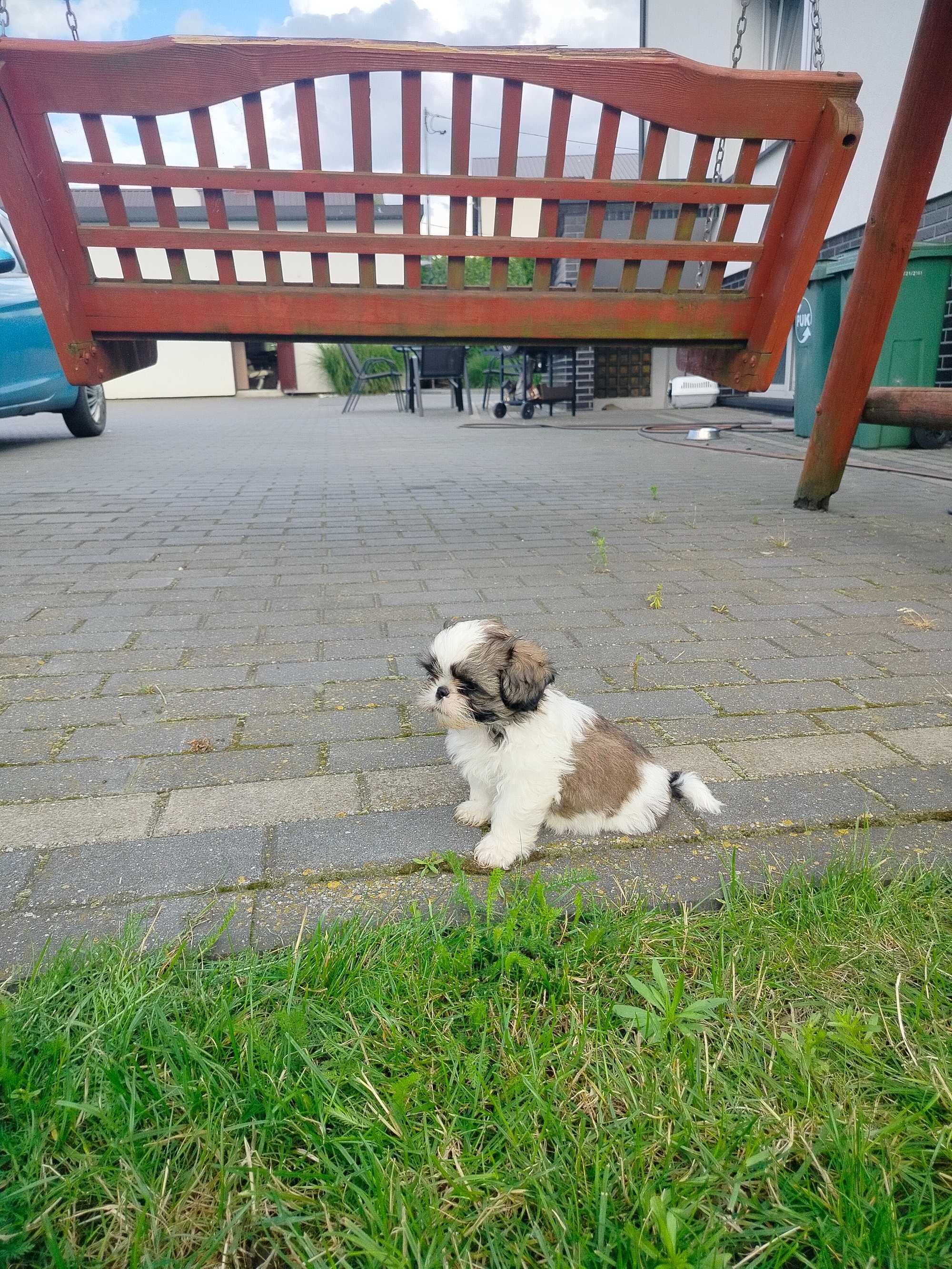 Shih Tzu z rodowodem