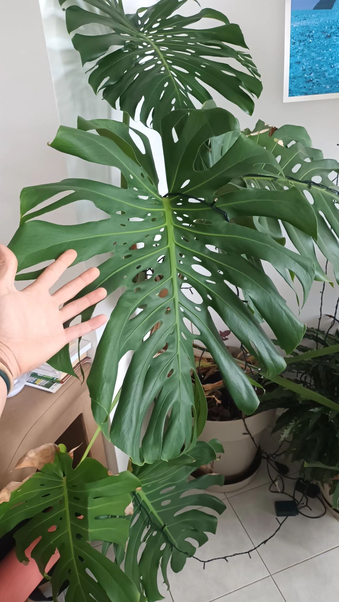 Monstera Deliciosa com 4 anos