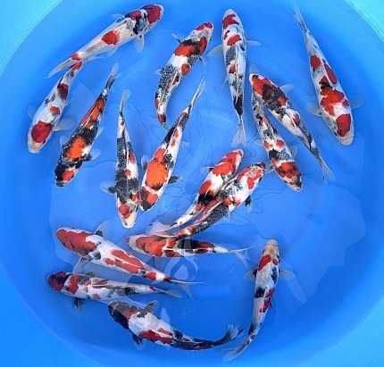 Rybki do oczka Japonskie Karpie koi import