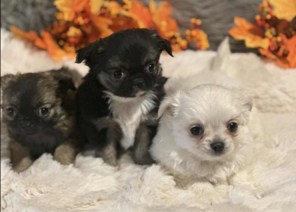 Chihuahua - z rodowodem