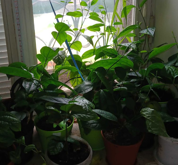 Клероденрум Томпсон