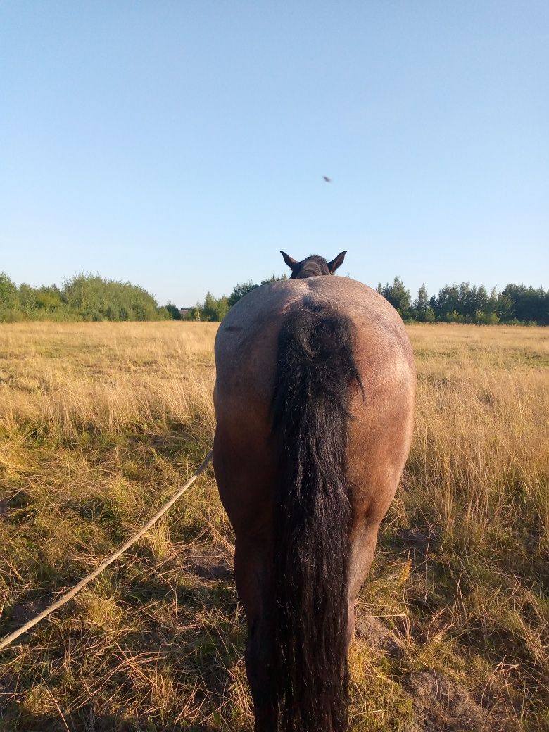 Продам коня спокійного