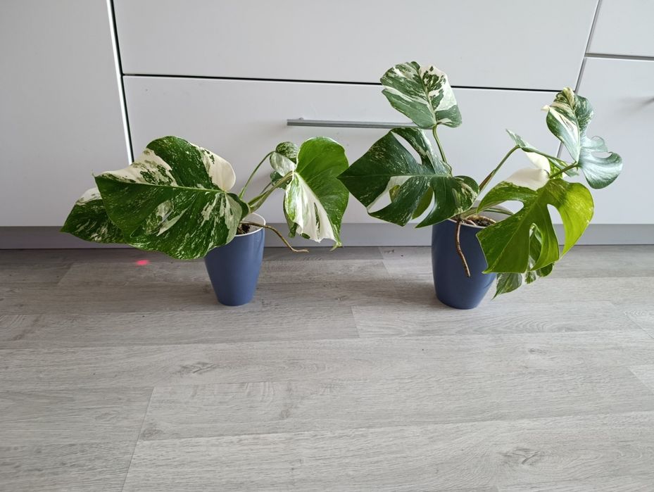 Монсте́ра делікате́сна варієгатна Альба 20см Monstera Alba