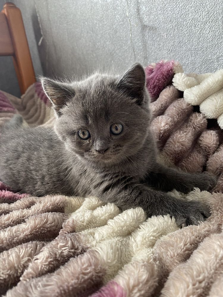 шотланская кошка