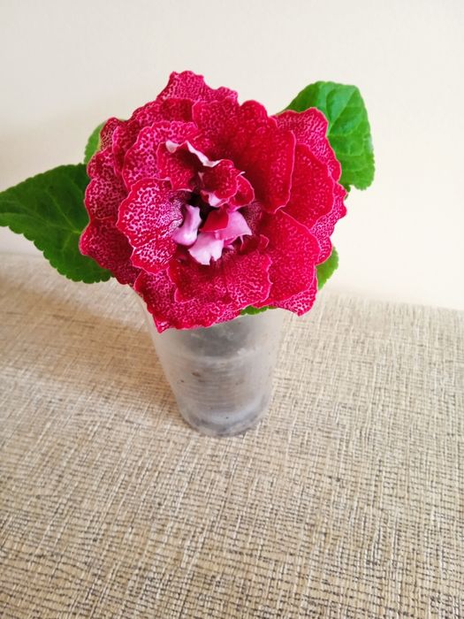 Глоксинии,Глоксинії.