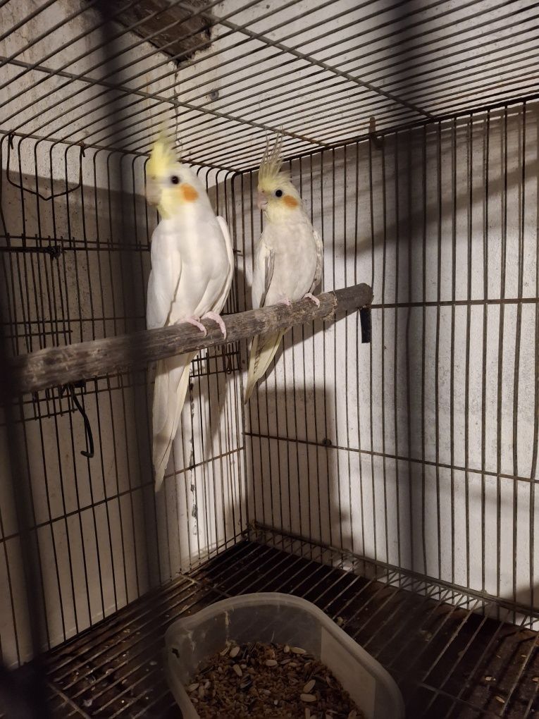 Aves de bico curvo