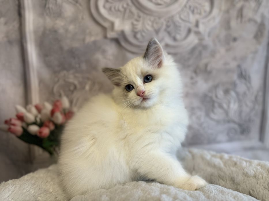 Koteczka Ragdoll blue bikolor