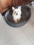 West terrier piesek