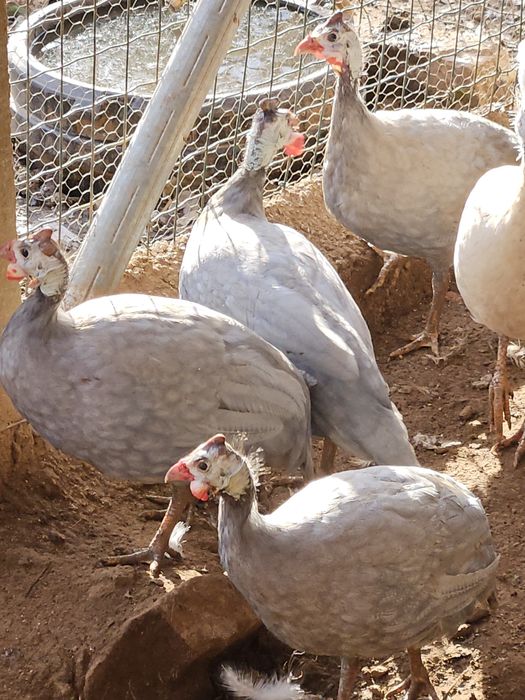 Fracas lavanda e brancas para cedência