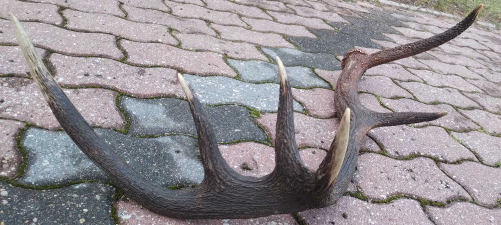 Piekny zrzut jelenia poroże