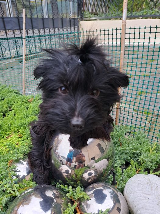Yorkshire terrier