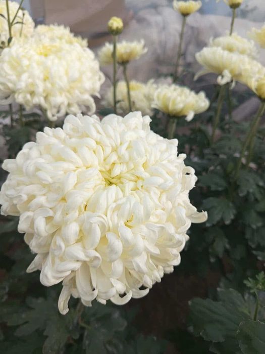 Chryzantemy cięte wielkokwiatowe