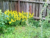 Вербозілля точкове (Вербейник точечный)(Lysimachia punctata)